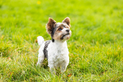 Portrait of a dog on field