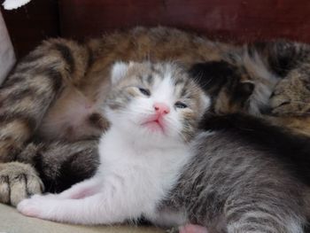 Close-up of cat sleeping