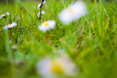 Close-up of plants growing on field