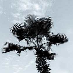 Palm. black and white minimal travel art