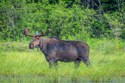 Side view of an animal on grass