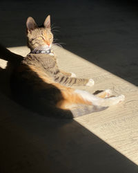 High angle view of cat sitting