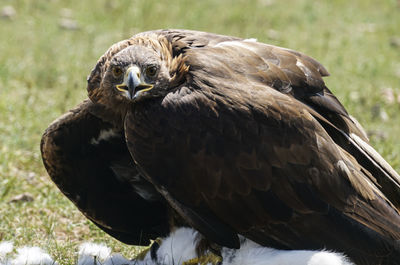 Close-up of a bird