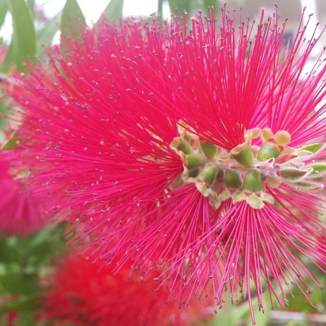 flower, freshness, petal, flower head, fragility, growth, close-up, beauty in nature, red, pink color, pollen, stamen, nature, focus on foreground, blooming, in bloom, plant, single flower, blossom, pink