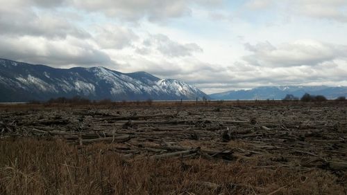 Fallen trees on field against snowcapped mountains