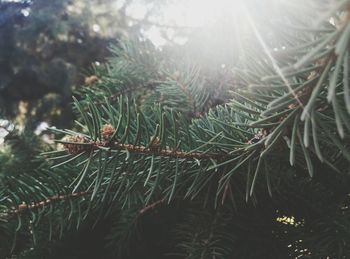 Close-up of pine needle