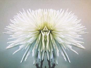 Close-up of white flower