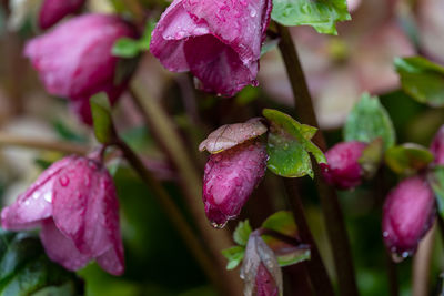 Close-up of wet pink flowering plant