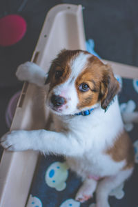 High angle view of puppy