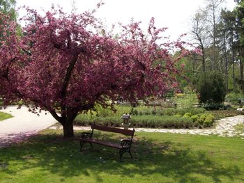 Flower tree in park