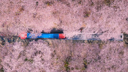 Pink cherry blossoms on field
