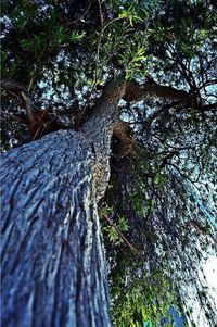 Low angle view of trees in forest