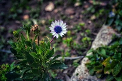 Close-up of flower blooming outdoors