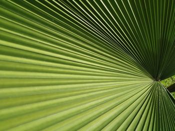 Full frame shot of palm leaves