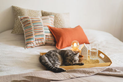 Cute cat of the scottish straight and linen pillows on a white bed with home decor.