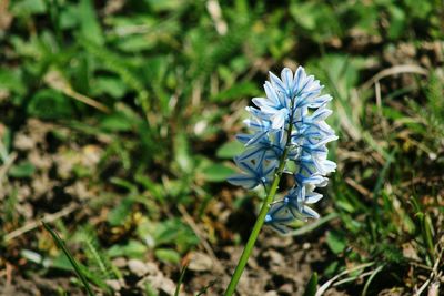 Close-up of purple flowering plant on field