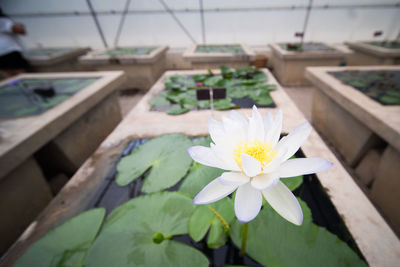 Close-up of lotus water lily