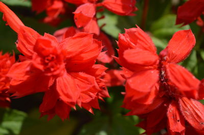 Close-up of red flowering plant