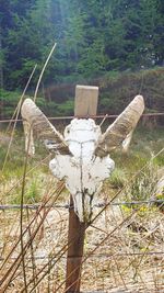 Close-up of dead tree on field