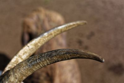 Close-up of animal horn