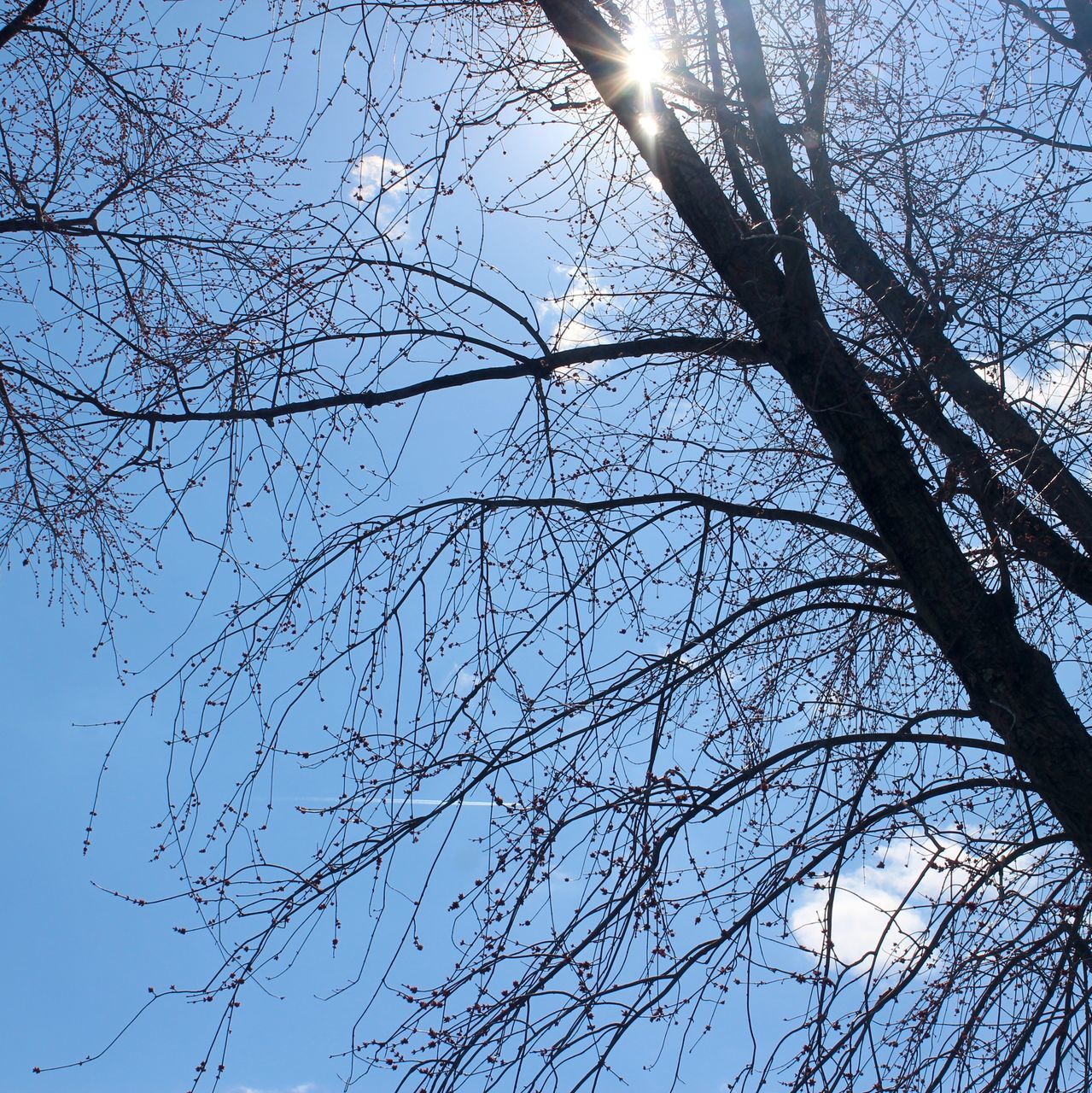 tree, sky, low angle view, branch, plant, bare tree, winter, nature, no people, sunlight, beauty in nature, tranquility, clear sky, outdoors, day, blue, silhouette, sun, lens flare, tree trunk, growth, trunk