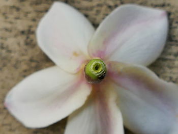 Close-up of white flowering plant