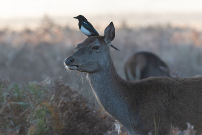 Bird perching on deer