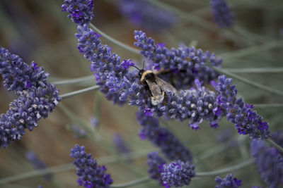 Close-up of bee on purple lavender flowers