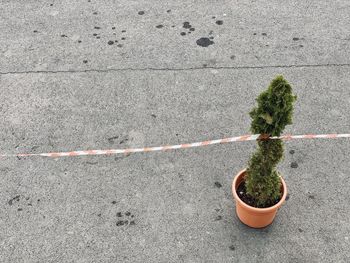 High angle view of potted plant on road