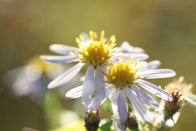 Close-up of white daisy flower