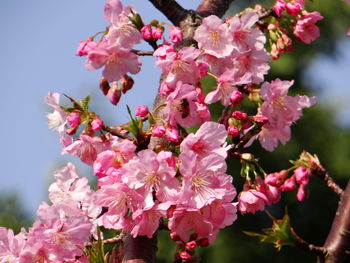 Close-up of pink cherry blossoms