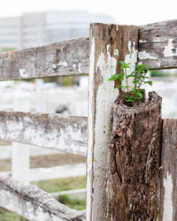 Close-up of wooden post on tree trunk