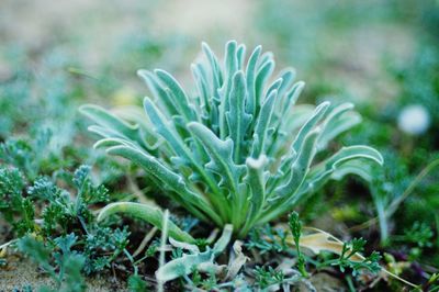 Close-up of leaves