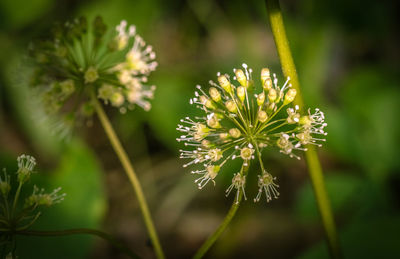 Close-up of white flowers