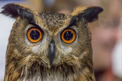 Close-up portrait of an animal