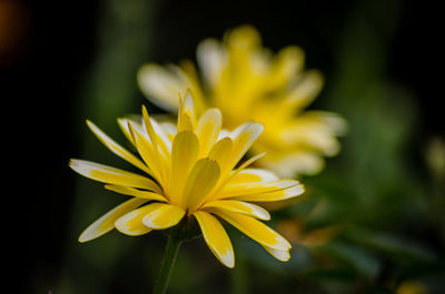 Close-up of yellow calendula flower