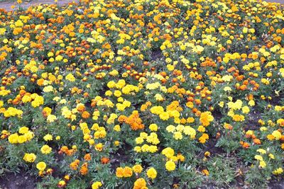 High angle view of yellow flowering plants on field