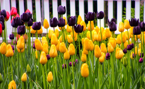 Close-up of yellow tulips