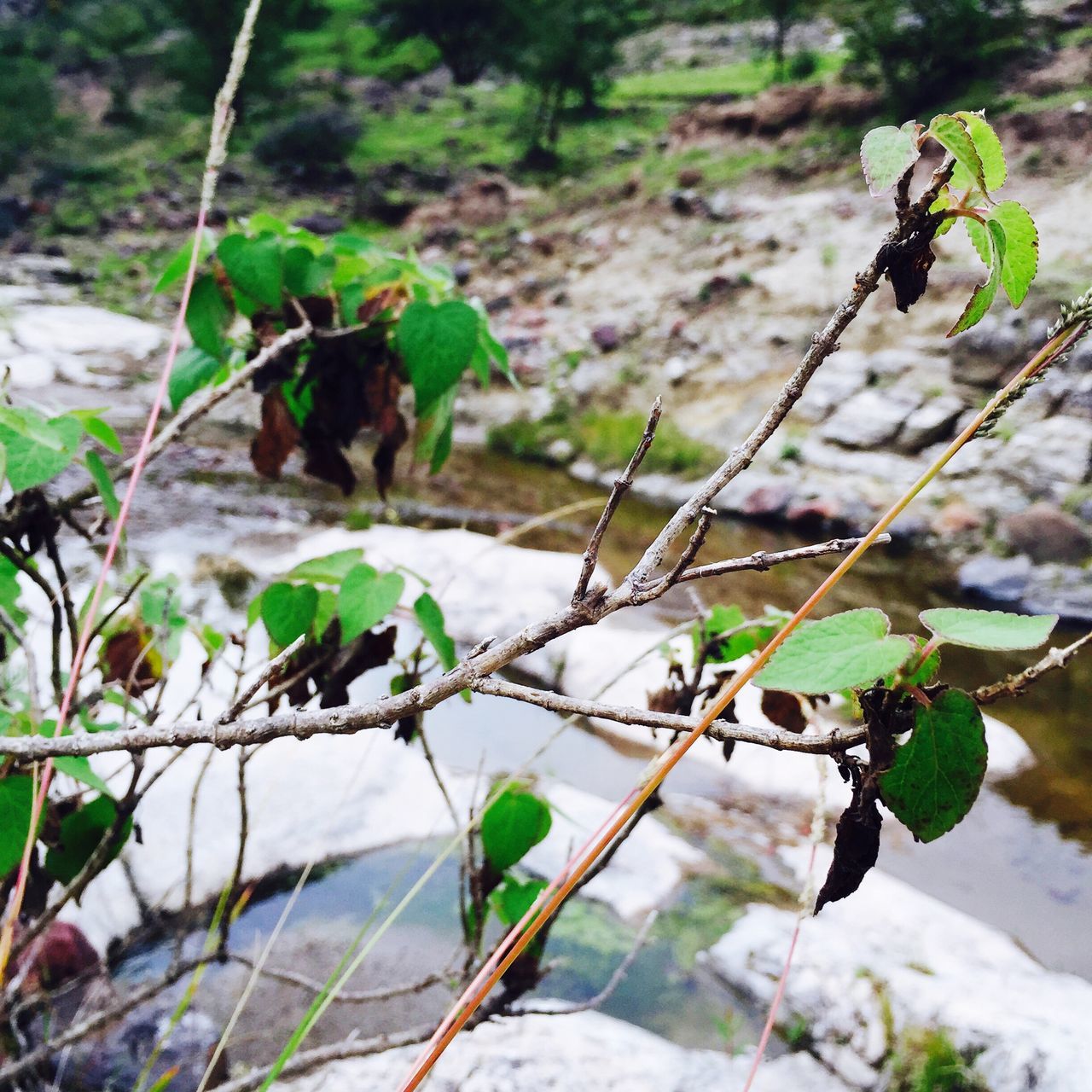 leaf, plant, focus on foreground, growth, close-up, nature, green color, twig, selective focus, stem, branch, beauty in nature, outdoors, day, fragility, no people, forest, tranquility, growing, green