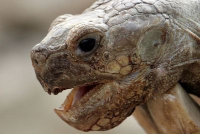 Close-up of an animal