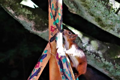 Close-up of multi colored tree branch