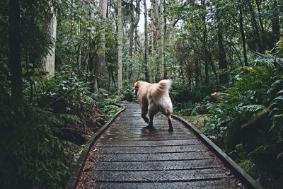 Dog walking in forest