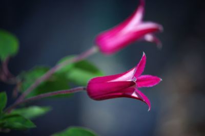 Close-up of pink rose flower bud