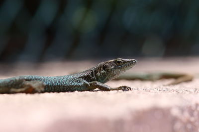 Close-up of lizard on rock