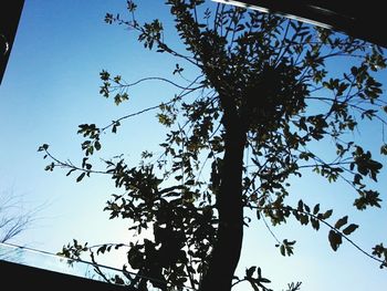 Low angle view of tree against clear sky