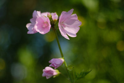 Close-up of pink flowering plant