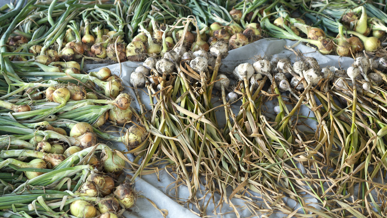 HIGH ANGLE VIEW OF VEGETABLES IN THE SEA