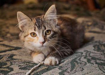 Close-up portrait of tabby cat