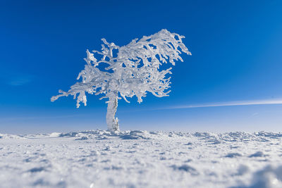 Low angle view of snow covered landscape against blue sky