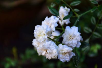 Close-up of white flowering plant